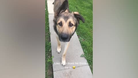 funny animal