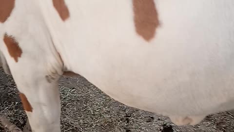 beautiful cows eating grass nothing is better then nature