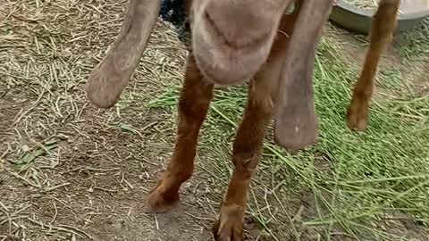 Goat eating food #shorts