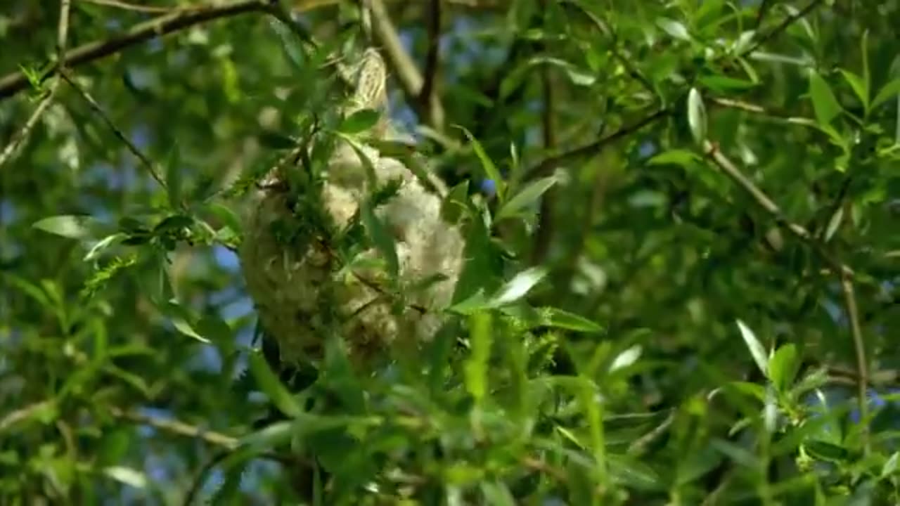 Wild River Rhine | Free Documentary Nature