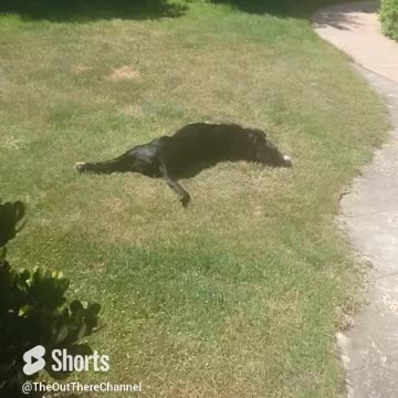 Charlie Roo dog NZ update - Hes eating a little again and out of danger zone