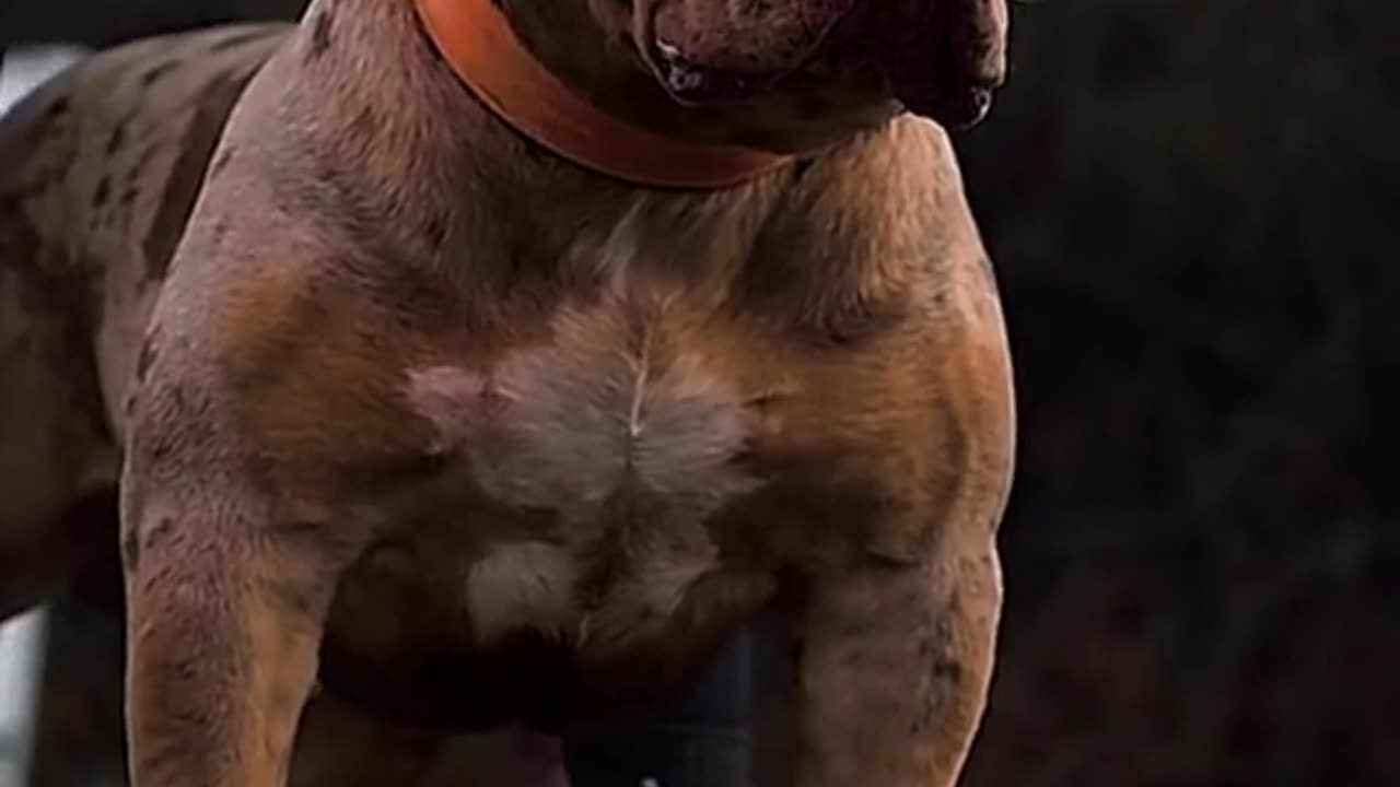 American Bull Dogs