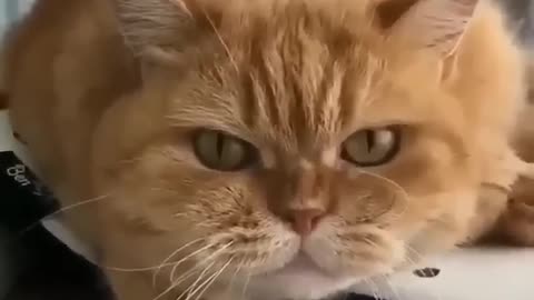 Funny cat