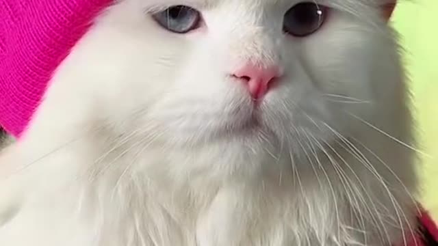 Beautiful cat funny cat with fresh mood