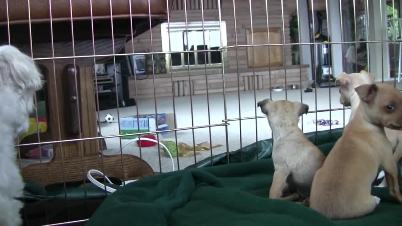 Chihuahua Puppies Startled By Dog's Bark