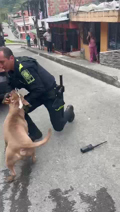 Policía tuvo que dispararle a un perro pitbull, que casi le arranca una mano
