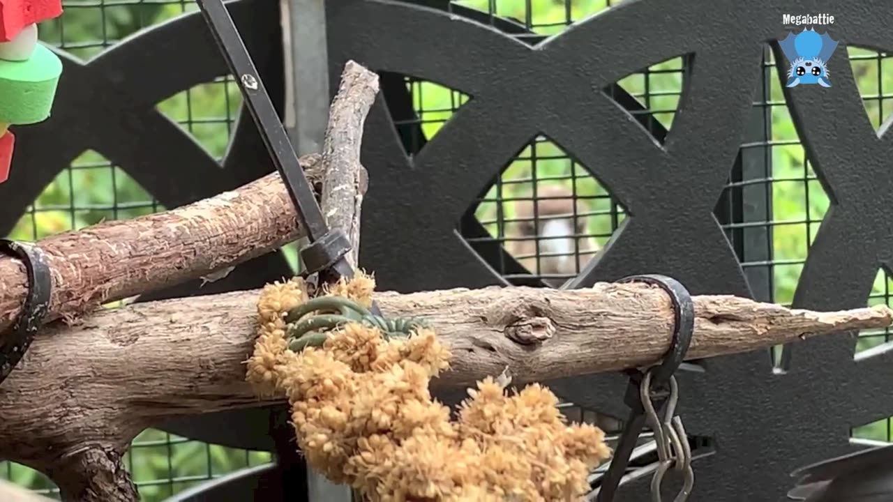 Plover chicks in care Kamikaze and Wysiwyg (Wiggy)