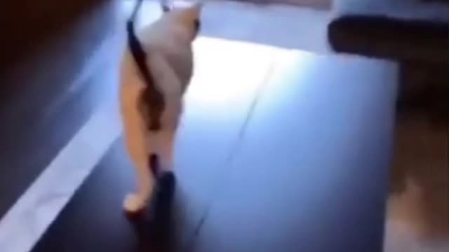 Cat fell hilariously while jump over the table