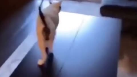 Cat fell hilariously while jump over the table