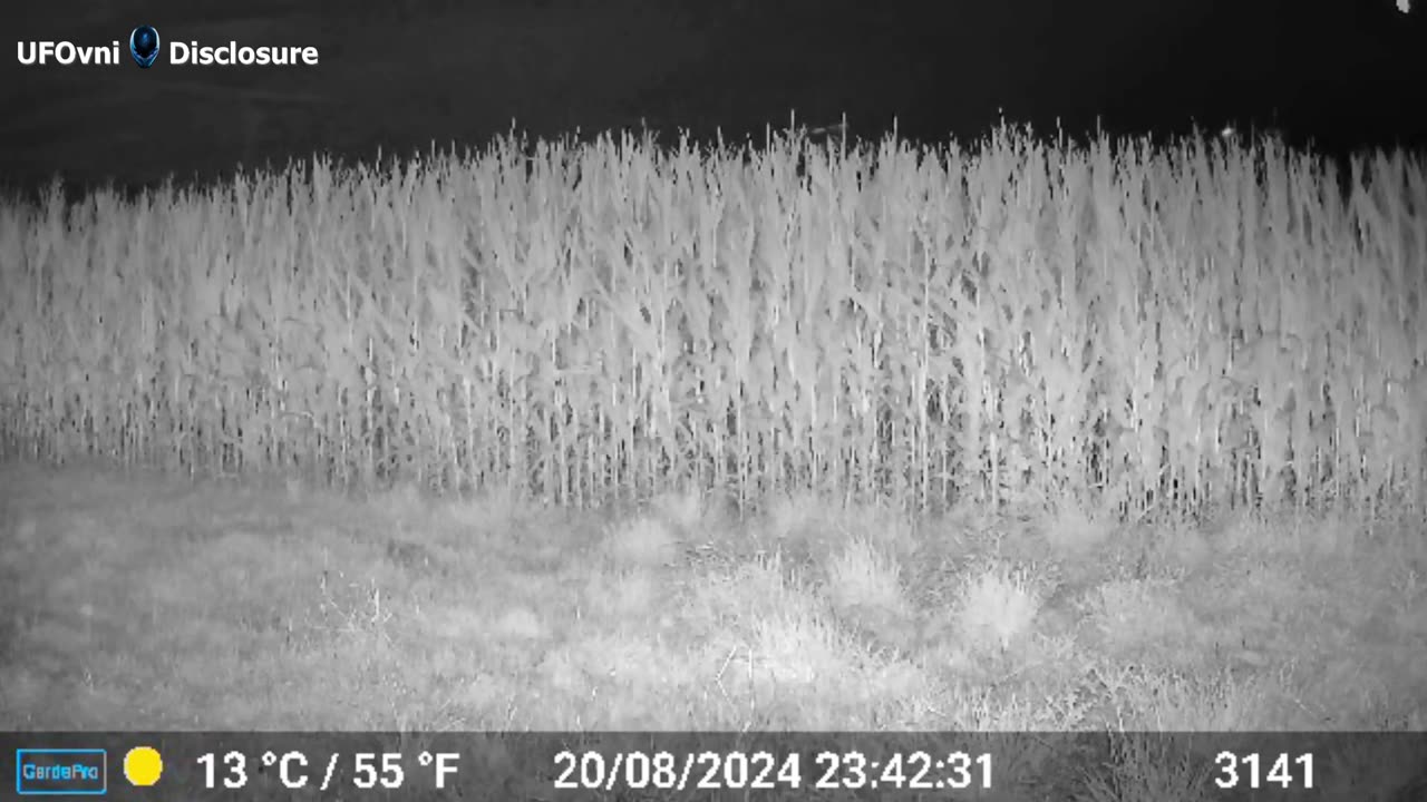 Un drone extraterrestre volant sur le champ de maïs par la caméra de surveillante