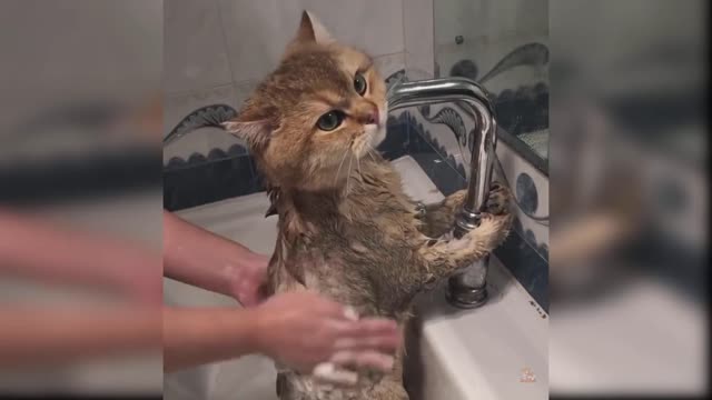 Baby Cats: 18th Compilation of Cute and Funny Cat Videos | Aww Animals