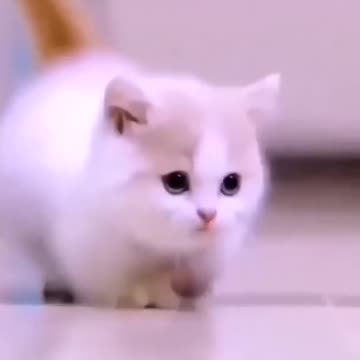 Cute cat|CatAndDogCute