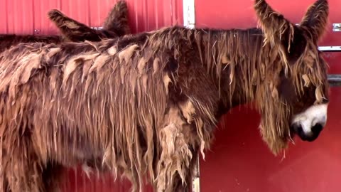 The Rare Shaggy Haired Poitou Donkey - Critically Endangered Breed