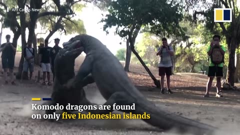 Two huge Komodo dragons fight on Indonesian island