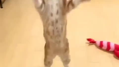 cute_cat_😸😺_funny_moment_🤣😭😍#shorts