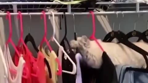 TRY NOT TO LAUGH 😆 Best Funny Videos Compilation 😂😁😆 Memes