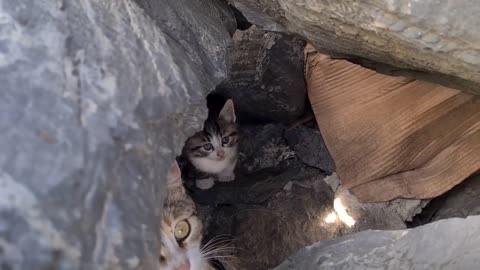 Poor mother cat hiding in the cliffs to protect her Kittens.