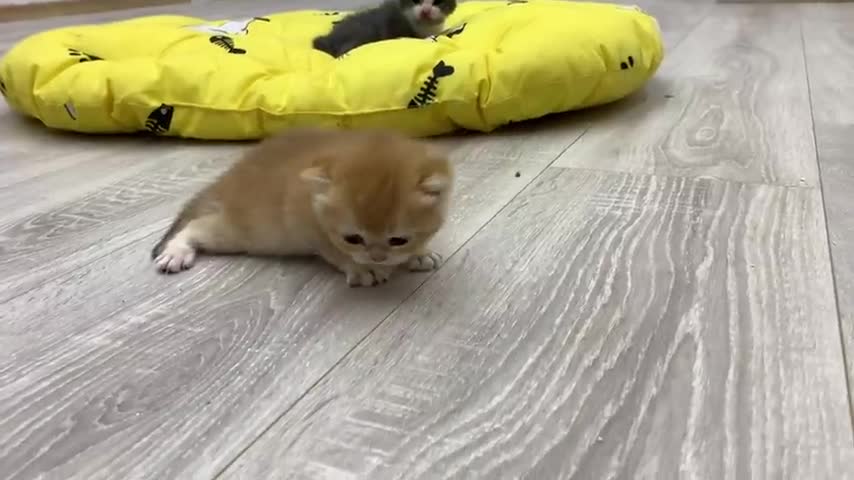 Golden kitten learns to walk and meets foster mom cat