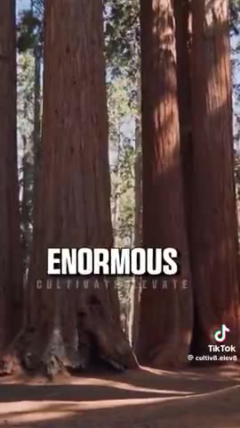 Examining giant trees and people