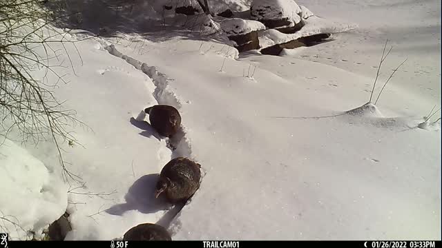 Wild Turkeys Trudge Through Deep Snow