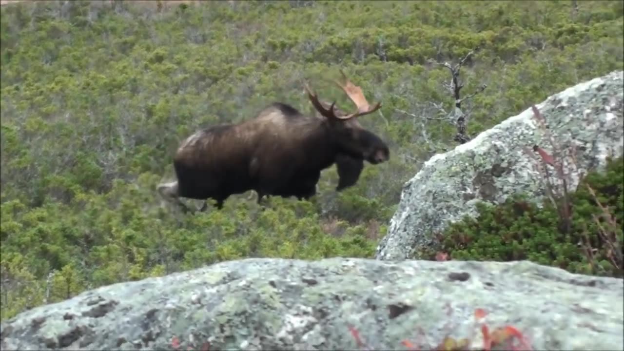 Newfoundland Moose Hunt. He Came In On A String.