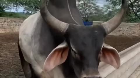 bull voice #short #animals