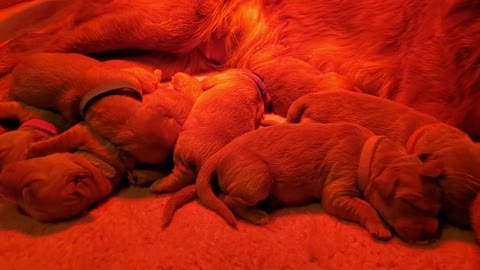 Golden Retriever Mom with her newborns