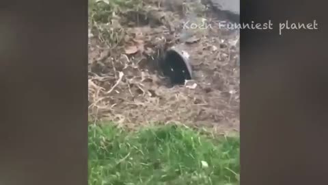 FUNNY DOGS AND CATS