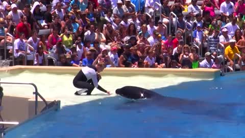 Seaworld SHAMU Killer Whale Show