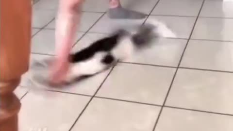 The Incridible Cats Flying