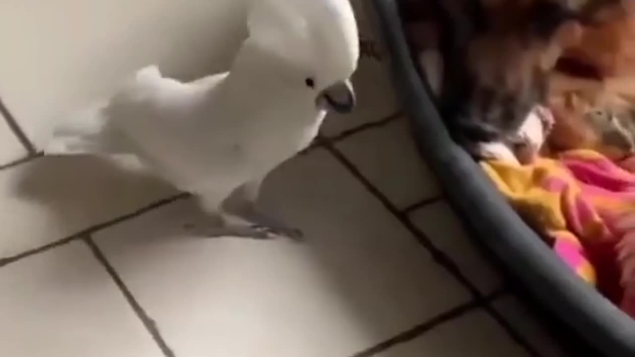 New best cute Cats pets funny🤣🤣 video 2023 animals vlog8