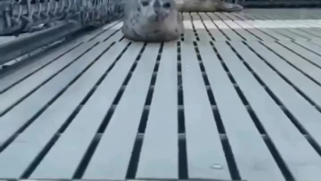 Baby sealions 😍