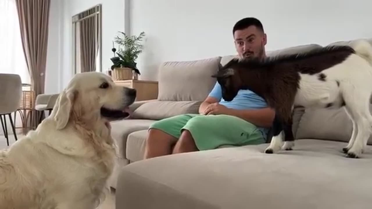 Pet Dog & Baby Goat