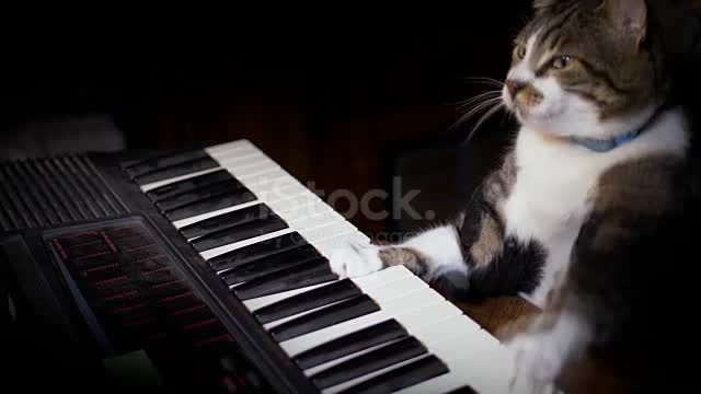 Best, video, ever, on, cat, playing, piano, like, mozart,