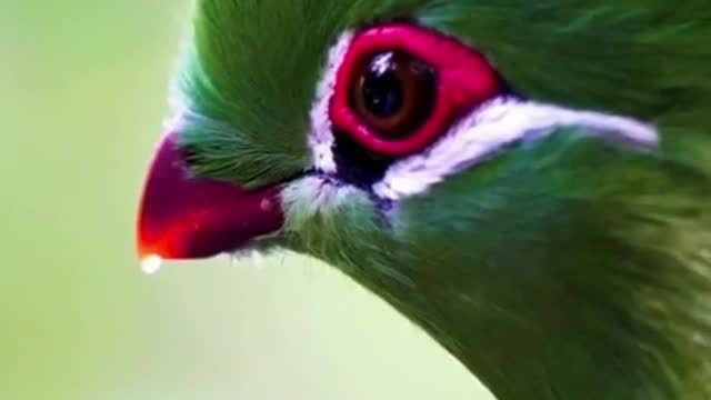 What kind of bird is this