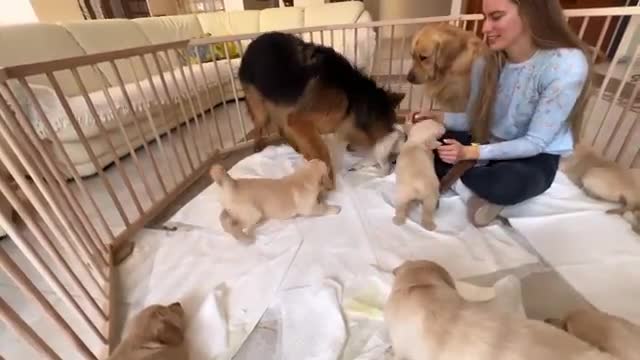 German Shepherd Meets Puppies for The First Time