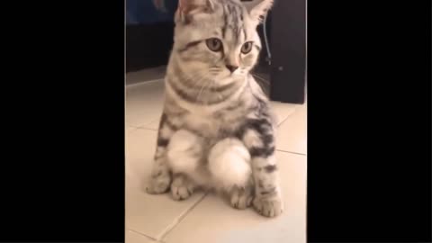 funny animal videos