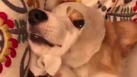 A beautiful puppy knows how to apply facial mask