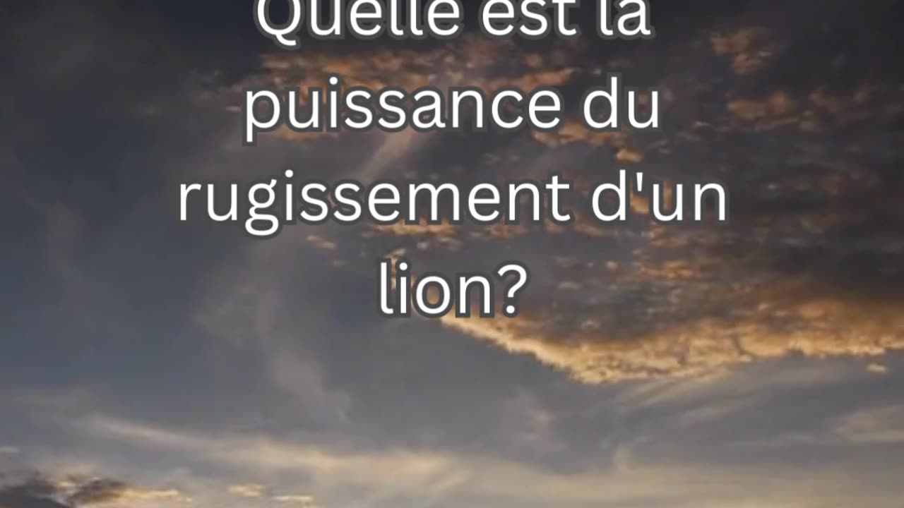 Fait sur le Lion 6 - Quelle est la puissance du rugissement d'un lion?