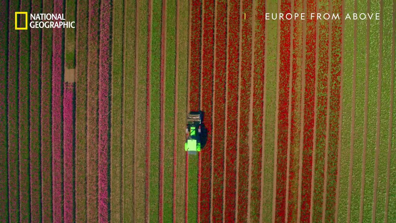 Tulip Farm Timelapse in Netherlands _ Europe From Above _ National Geographic UK