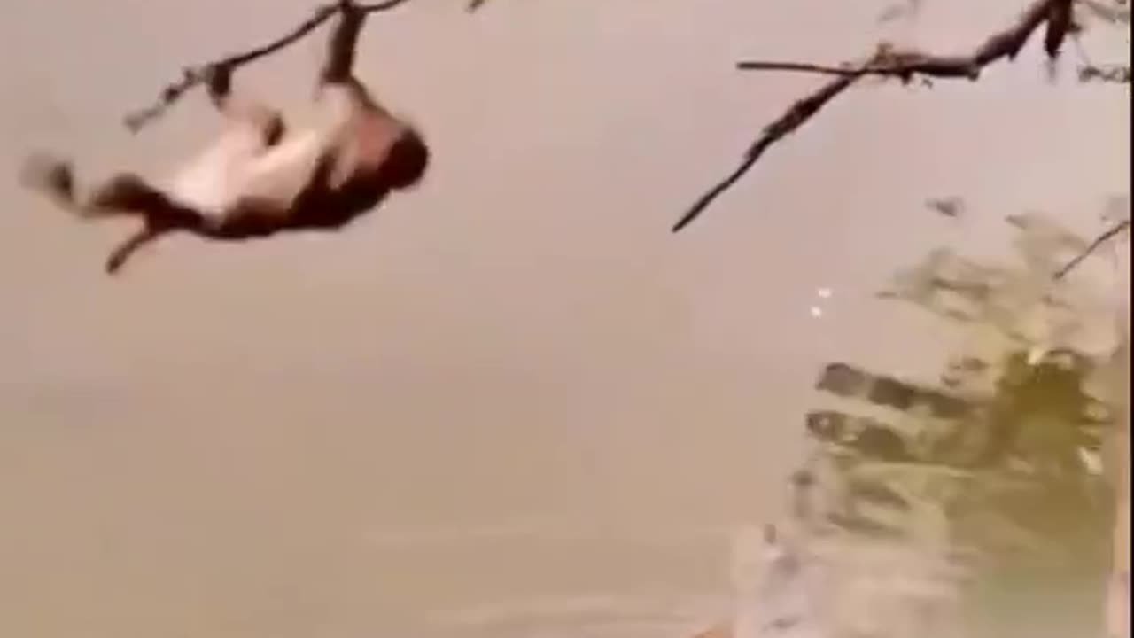 Funny video