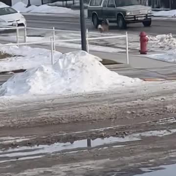 Deer Doesn't Pay Attention