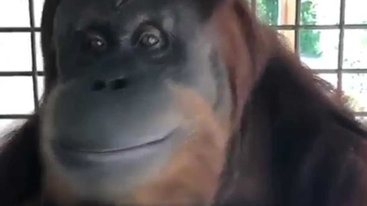 Smiley Chimp