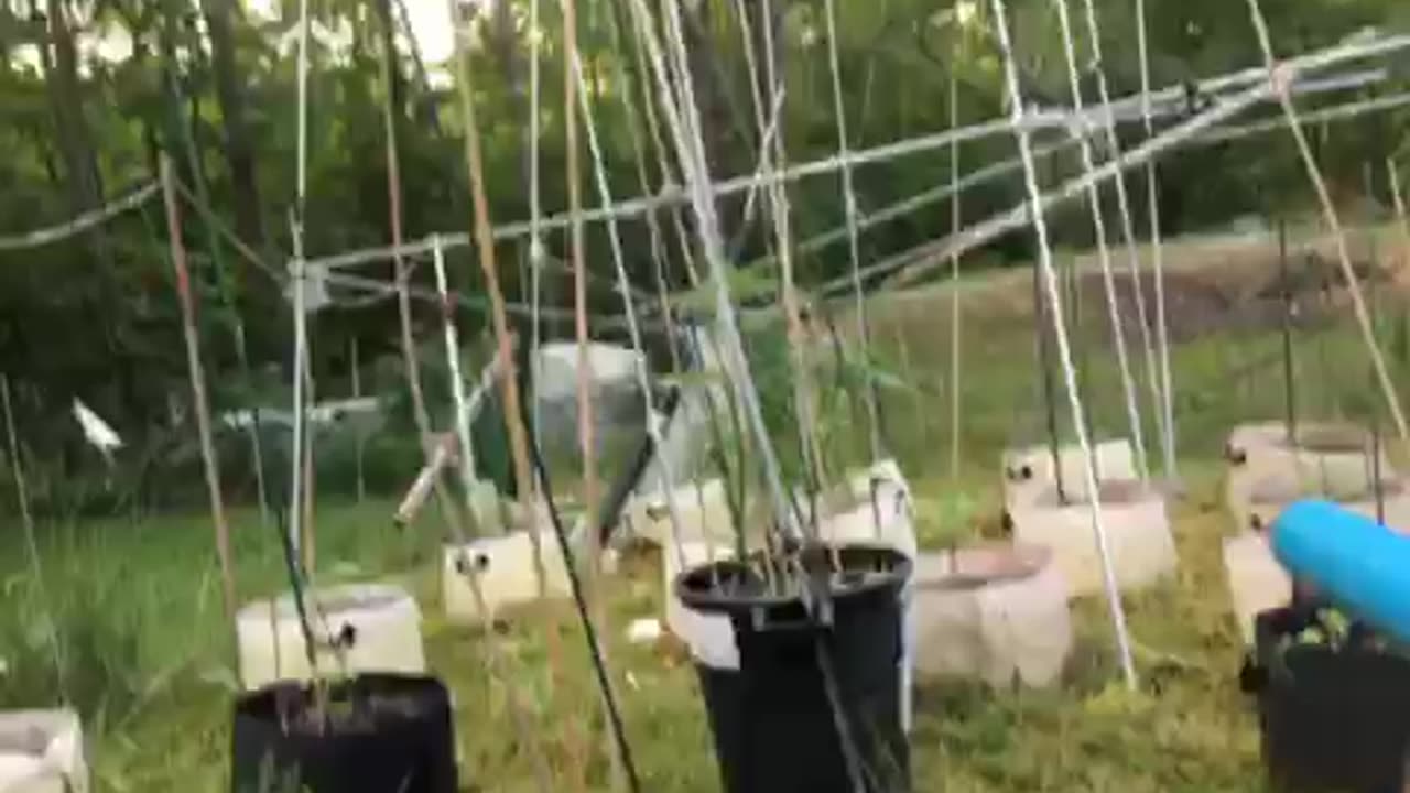 Cow killing communists part six James asshoe Comey a higher payoff