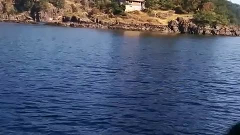 An Eagle Hunts Next to a Fishing Boat