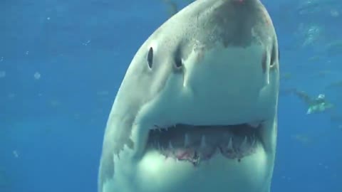 Swimming With A Great White Shark In Guadalupe, Mexico