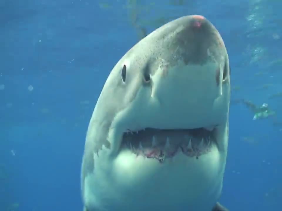 Swimming With A Great White Shark In Guadalupe, Mexico