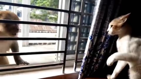 Monkey vs dog real fight | funny dog vs monkey video l funny video l comedy videos