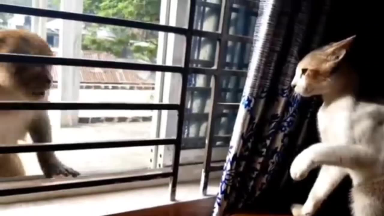 Monkey vs dog real fight | funny dog vs monkey video l funny video l comedy videos