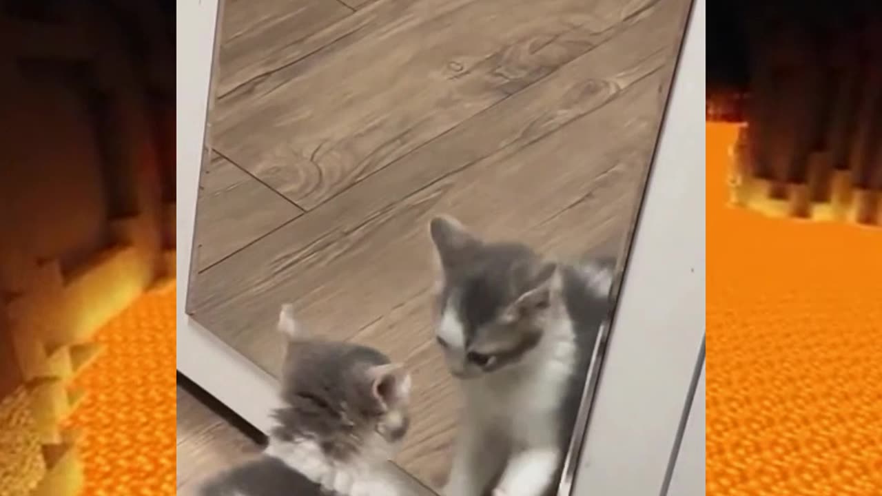 Cat with Mirror😂